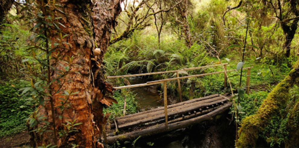 bosque polylepis